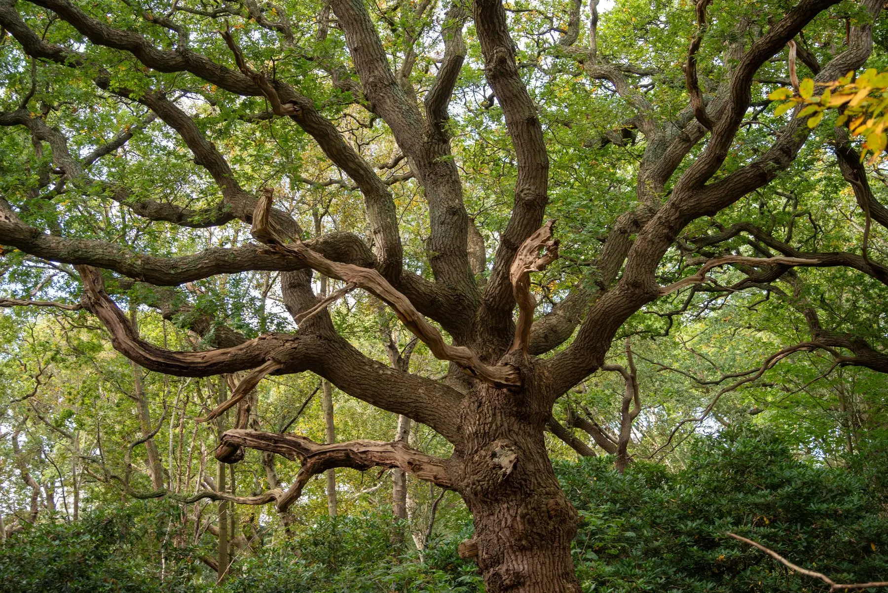 A large old oak with heavy spreading limbs, deeply fissured bark and several broken limb stubs, in woodland