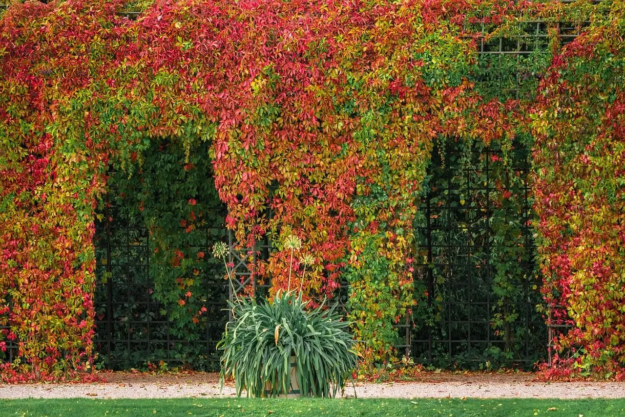 A timber pergola in a garden with climbing foliage turning autumn colours over its rafters