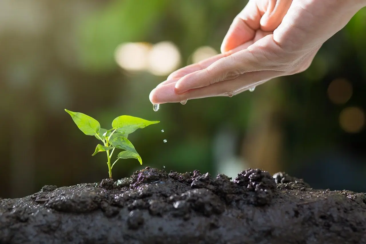 Garden soil hands