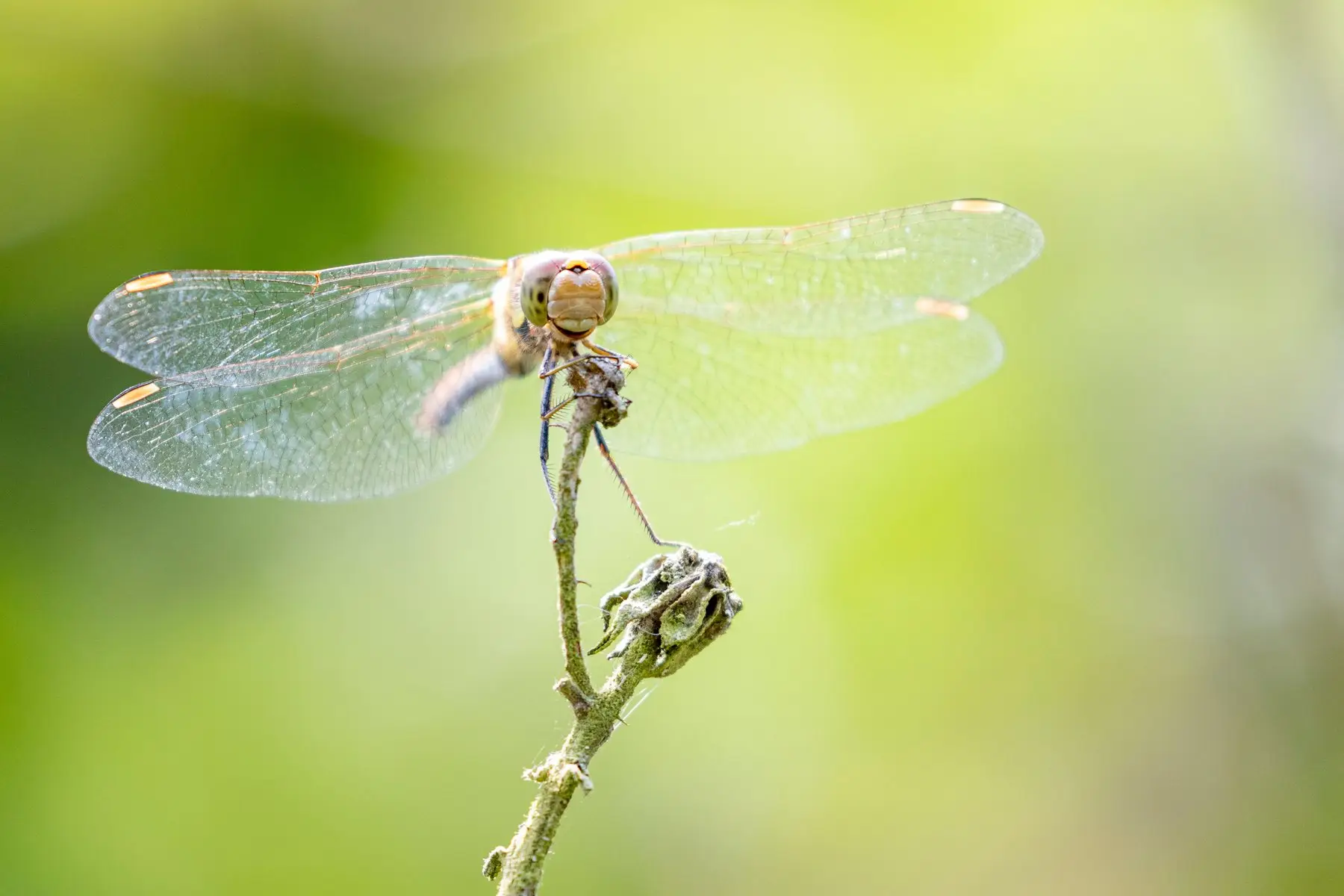 A dragonfly perched at the tip of a bare dead twig with its wings spread, against a green background