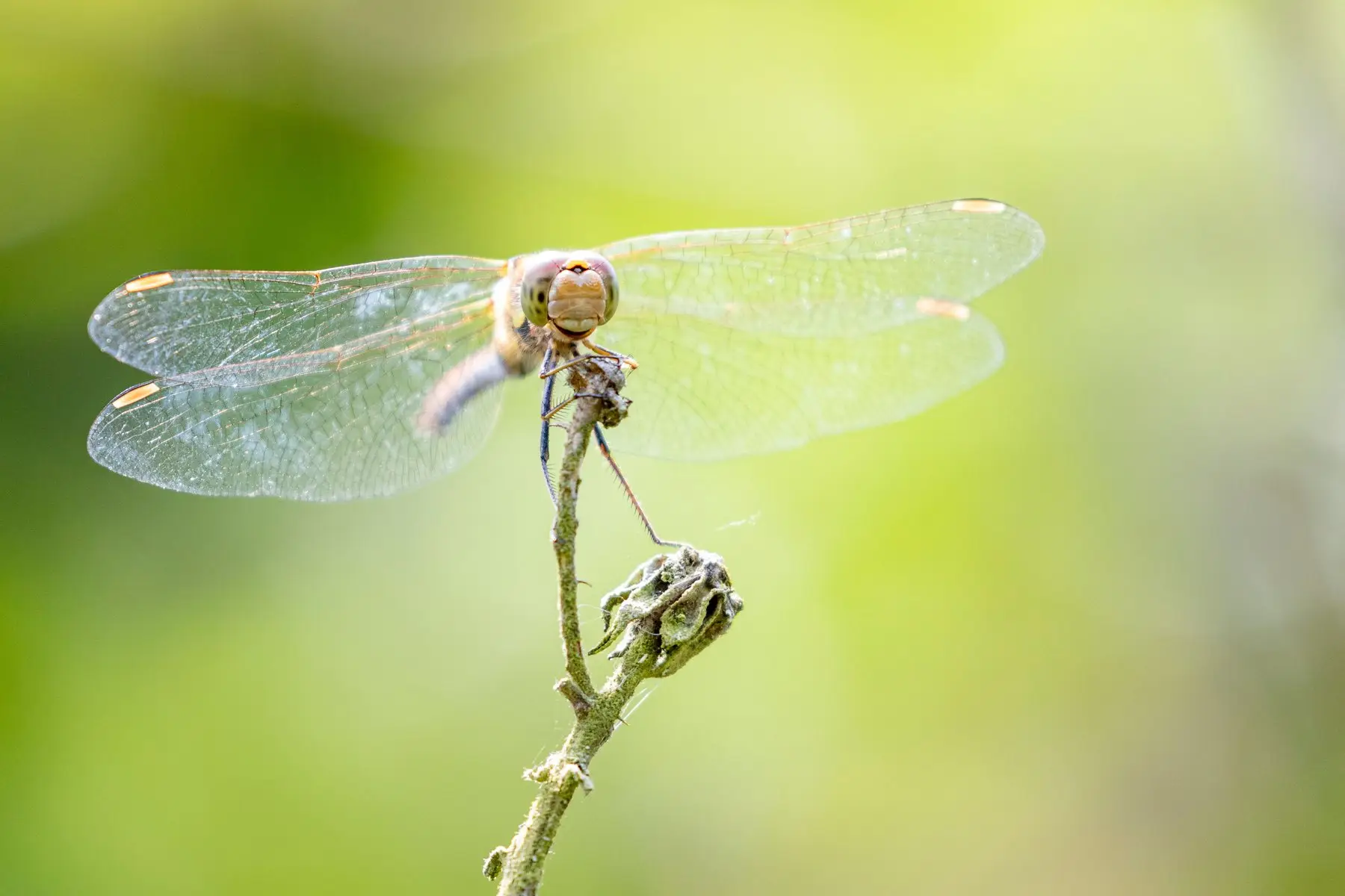 A dragonfly perched at the tip of a bare dead twig with its wings spread, against a green background