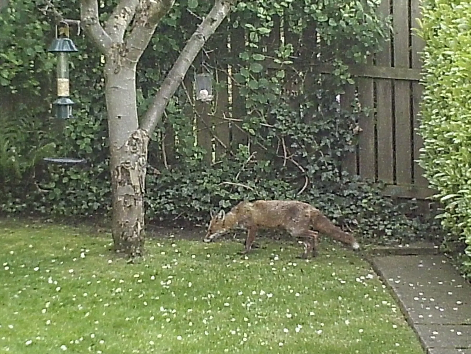 A red fox crossing a suburban back lawn nose-down, past bird feeders and a fence