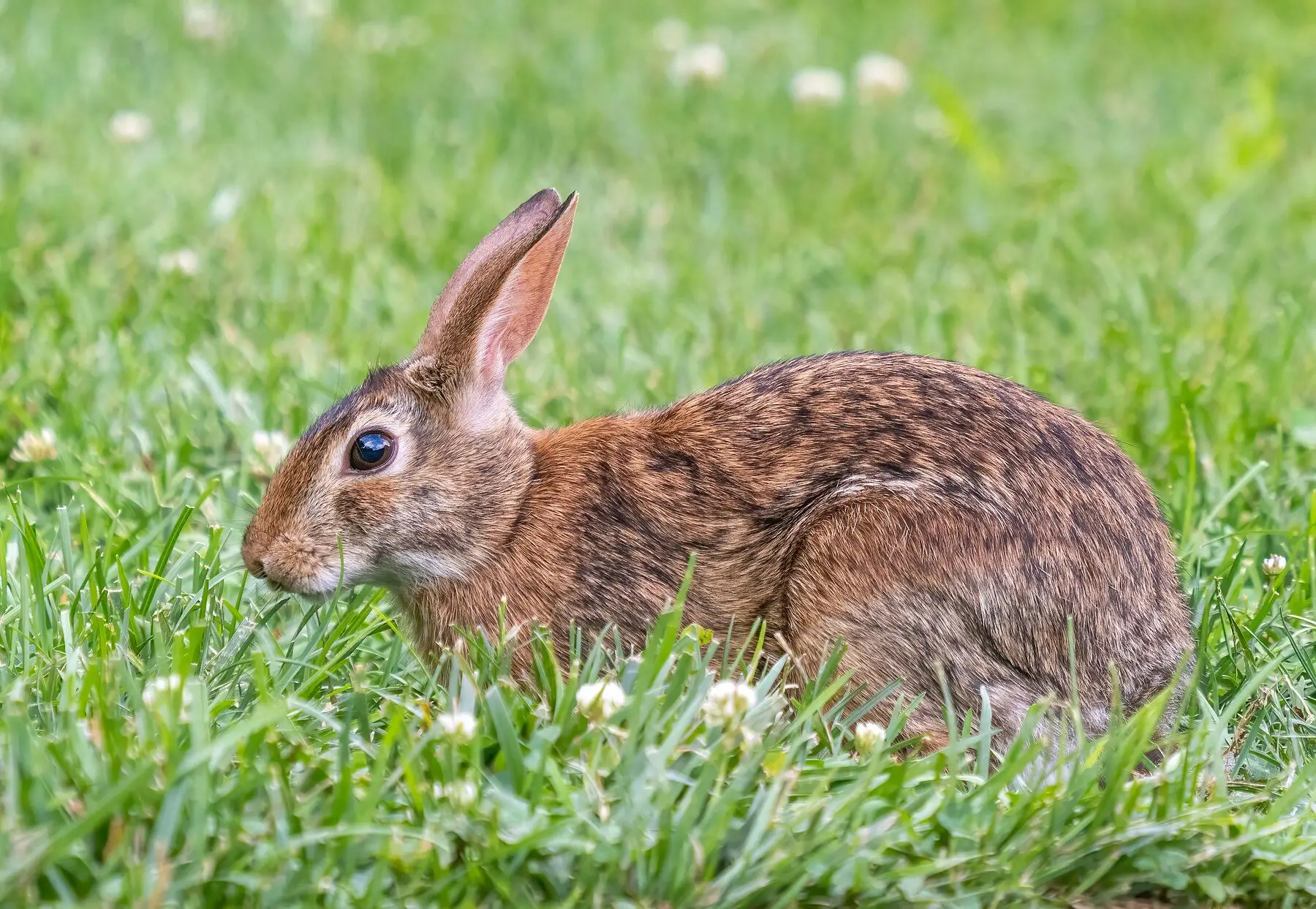 An eastern cottontail feeding in grass among flowering white clover