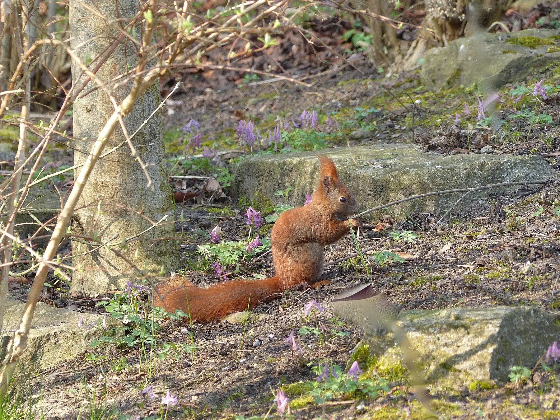 A red squirrel feeding, held upright on its haunches
