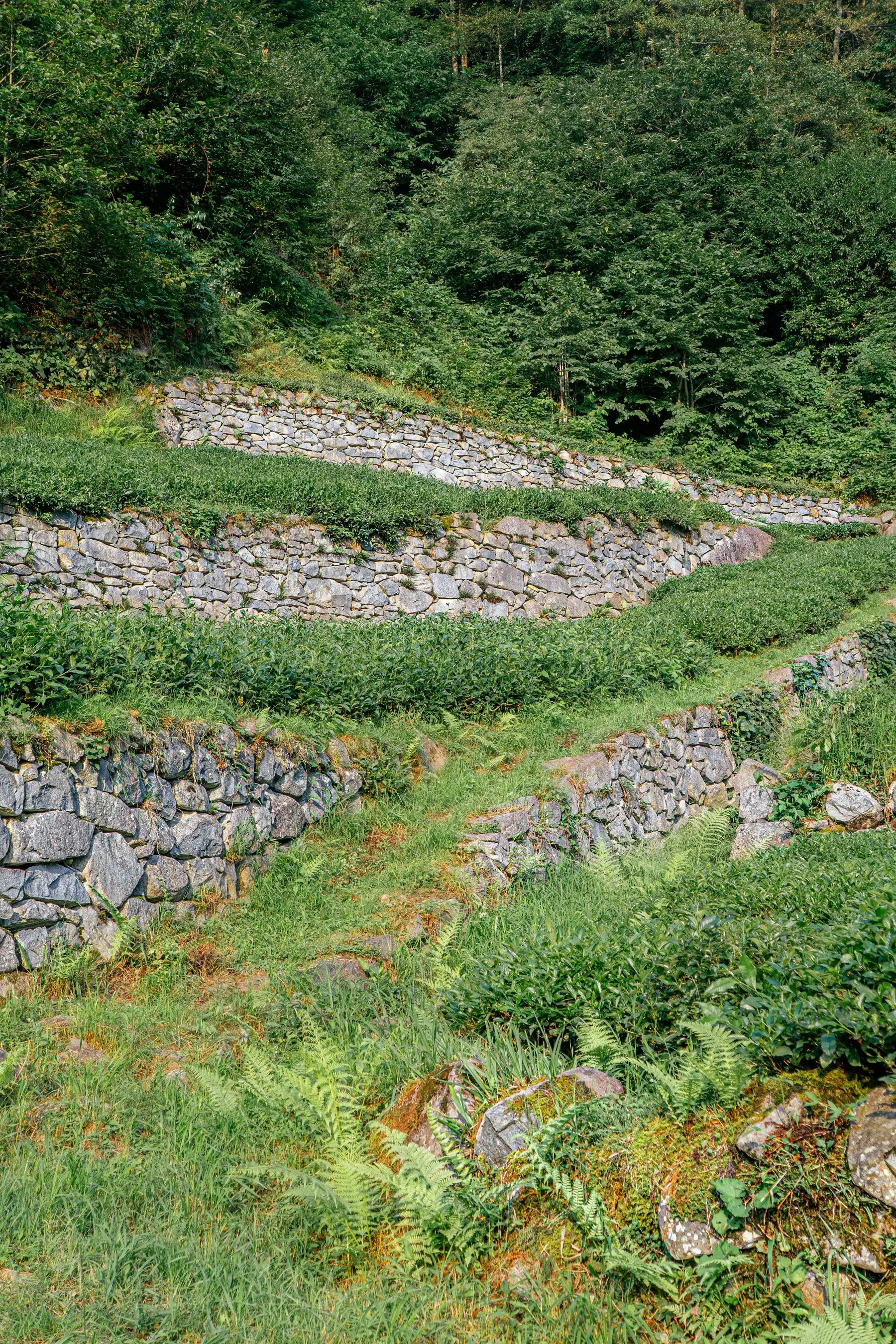 A hillside terraced into planted levels by a series of low dry-stone retaining walls stepping up the slope