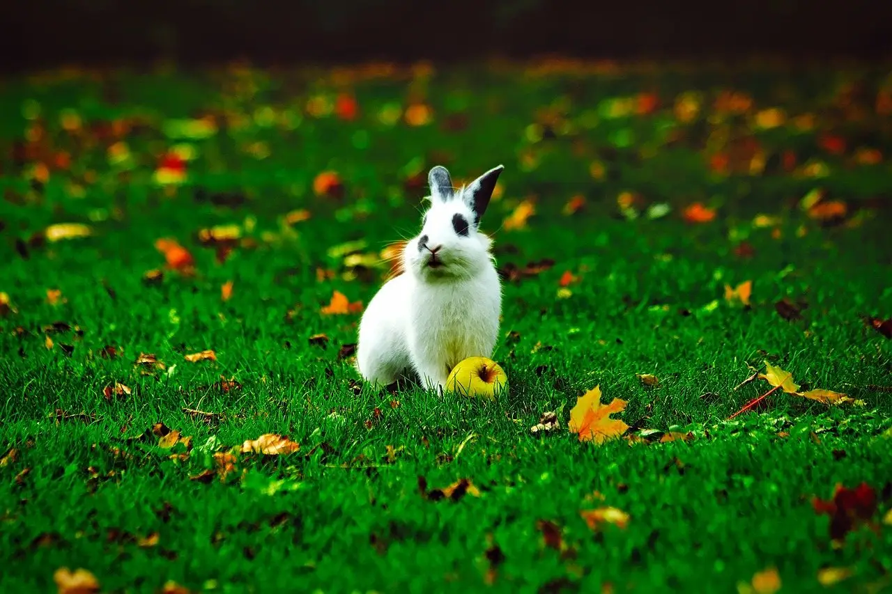 A white and black patched pet rabbit sitting loose on a lawn scattered with autumn leaves