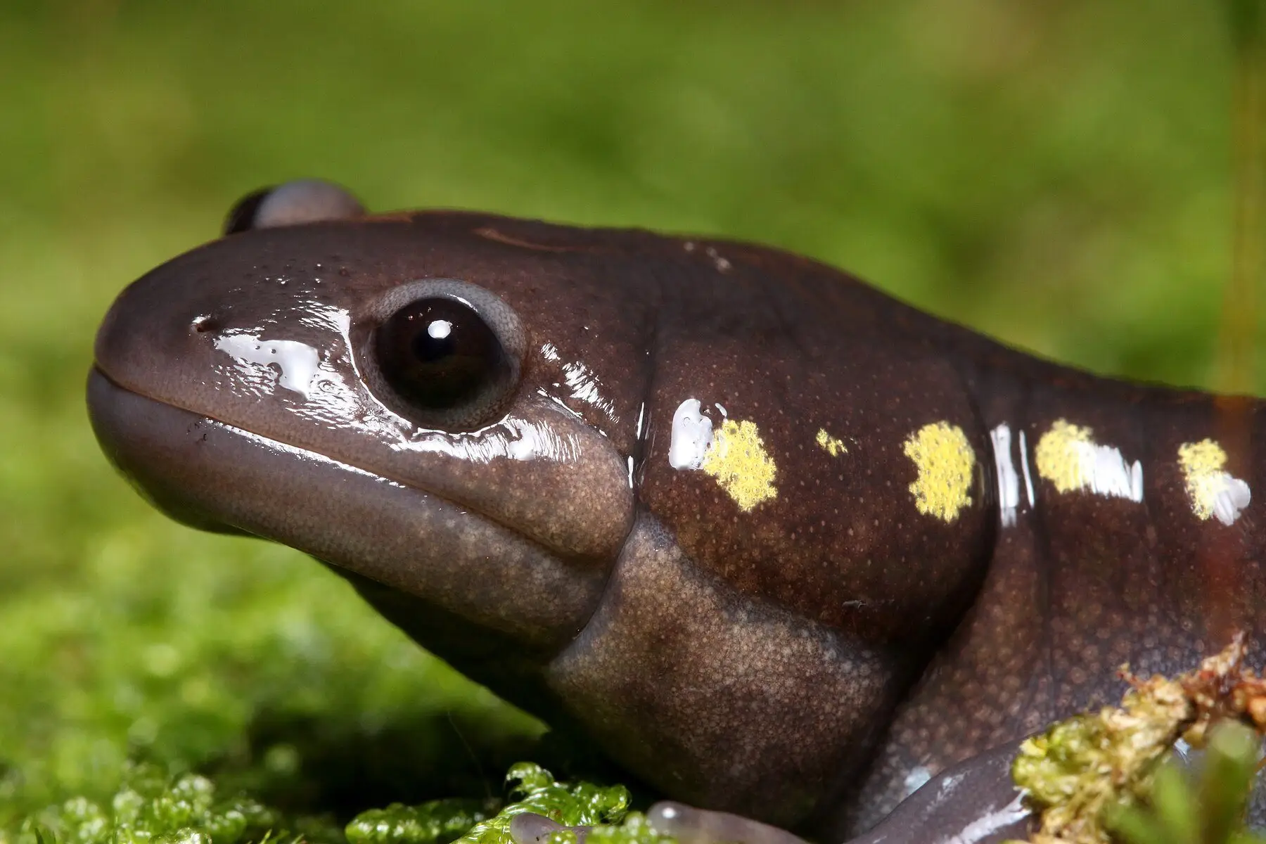 A close-up of a spotted salamander's head on green moss, its moist skin and yellow spots clear