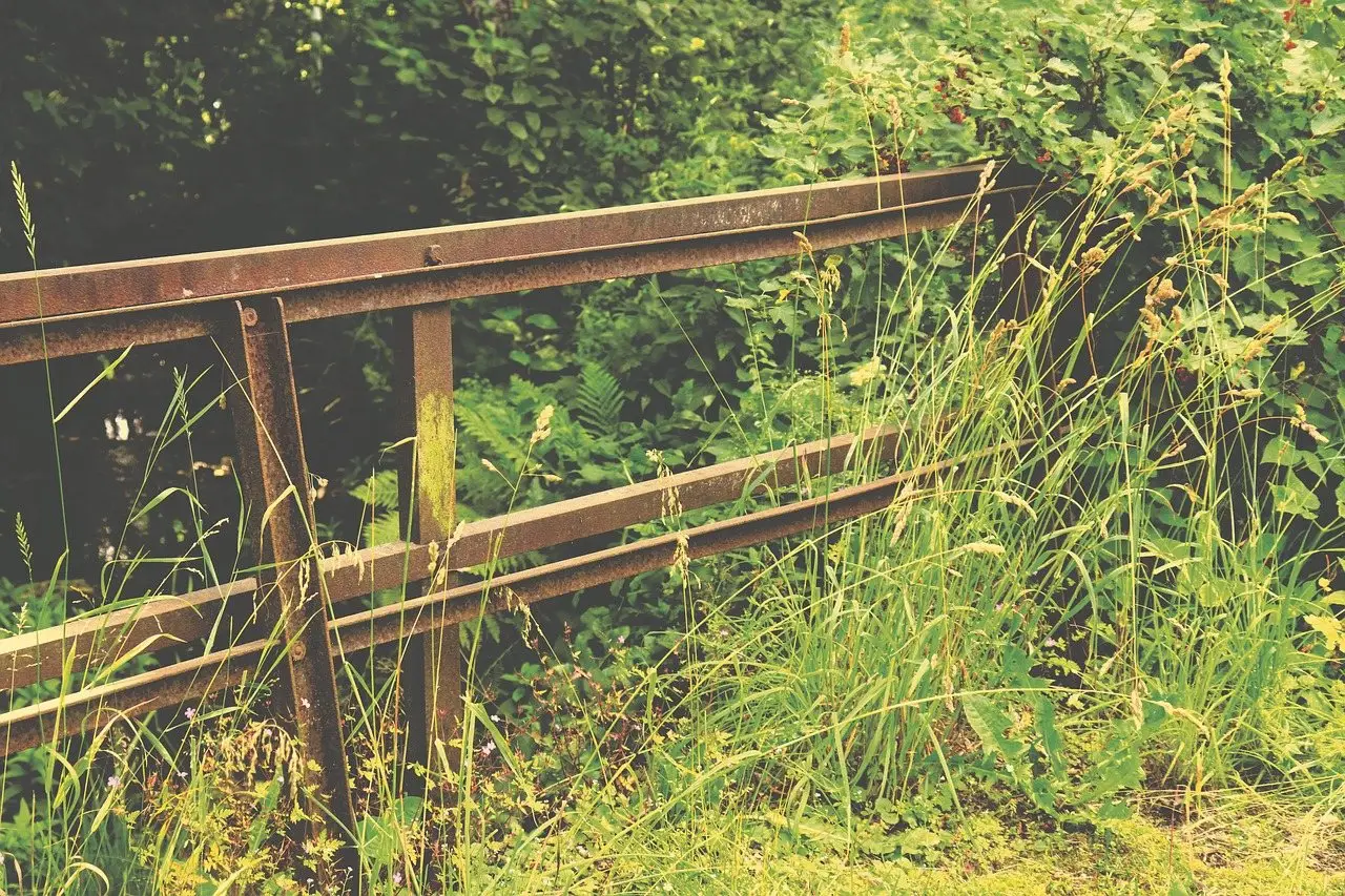 Overgrown garden weeds