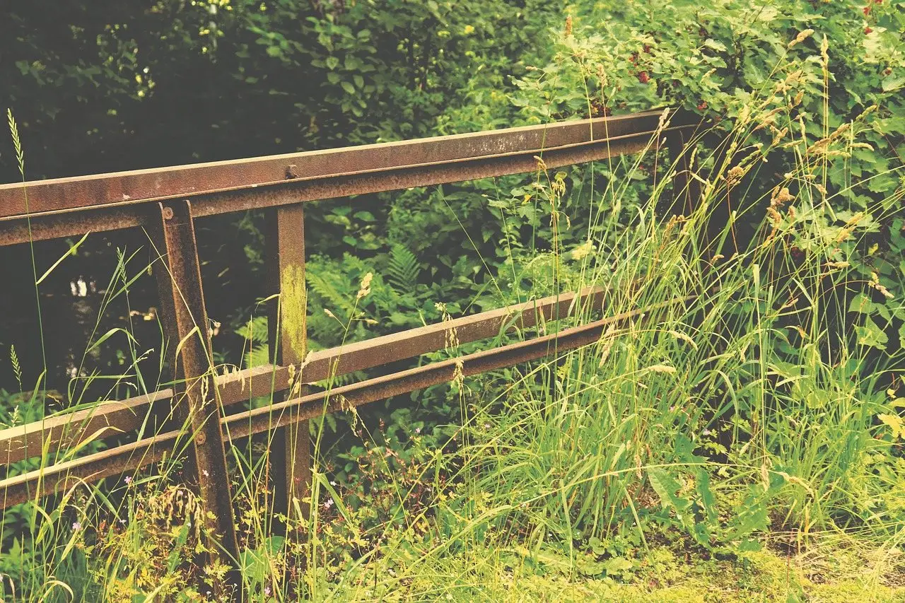 Overgrown garden weeds