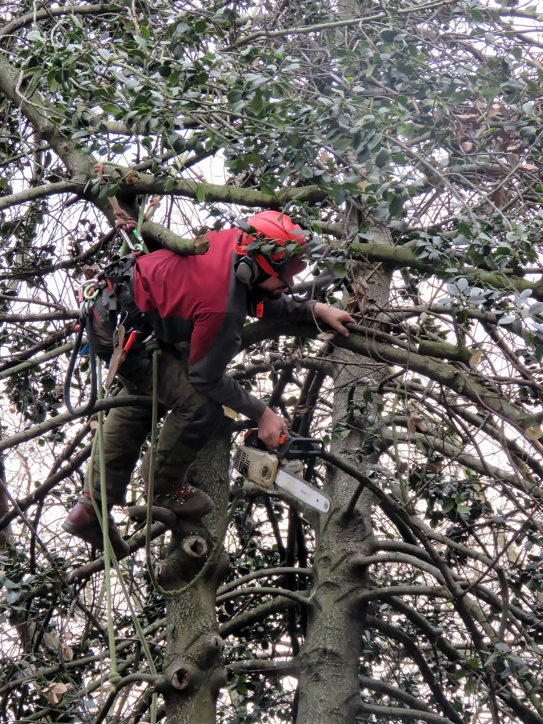 An arborist working in a tree harness with a saw among the branches