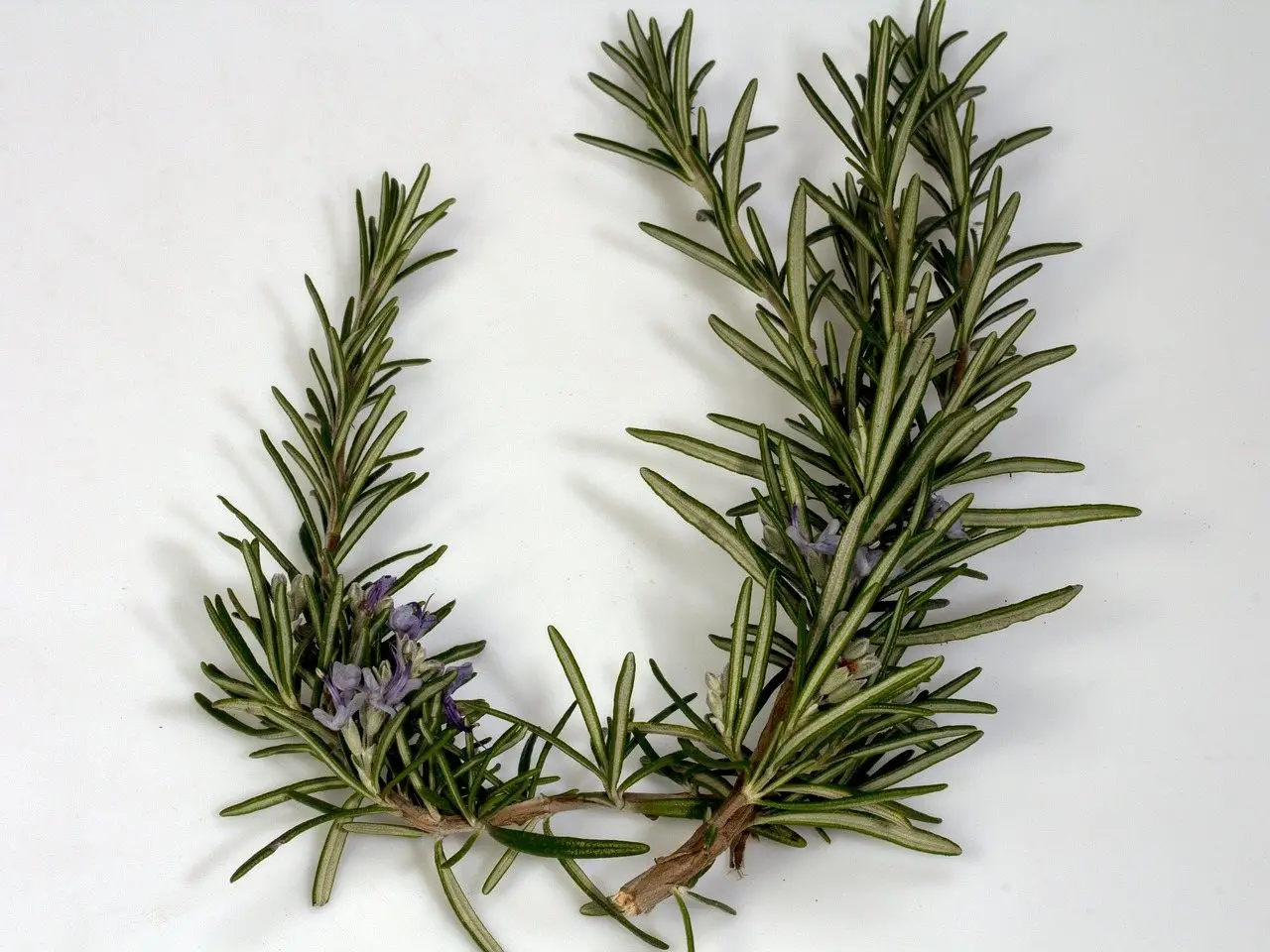 Rosemary branch herb