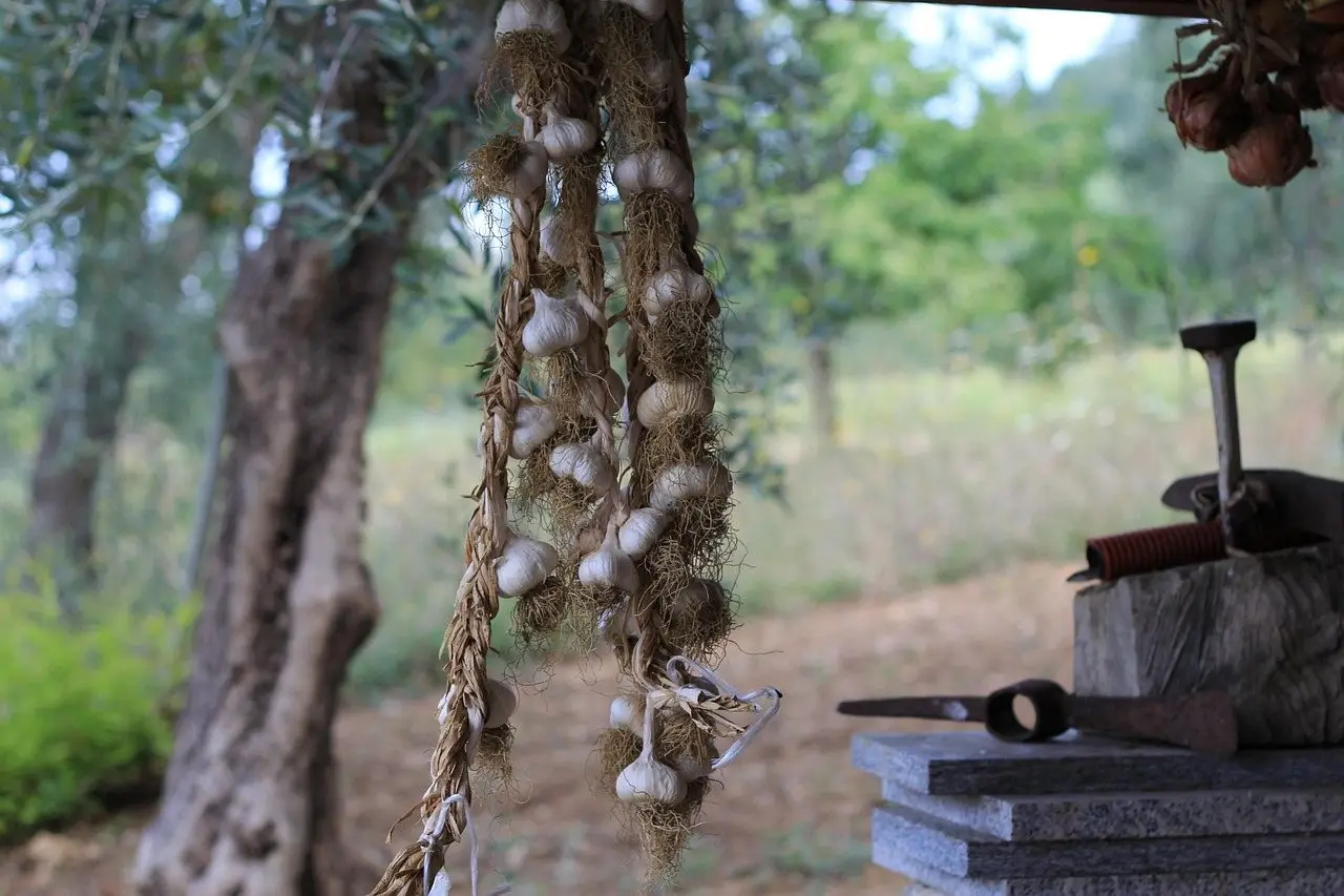 Garlic bulbs drying