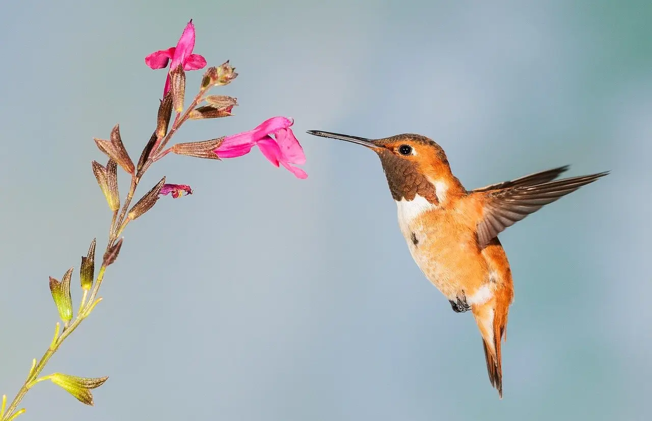 Hummingbird flower nectar