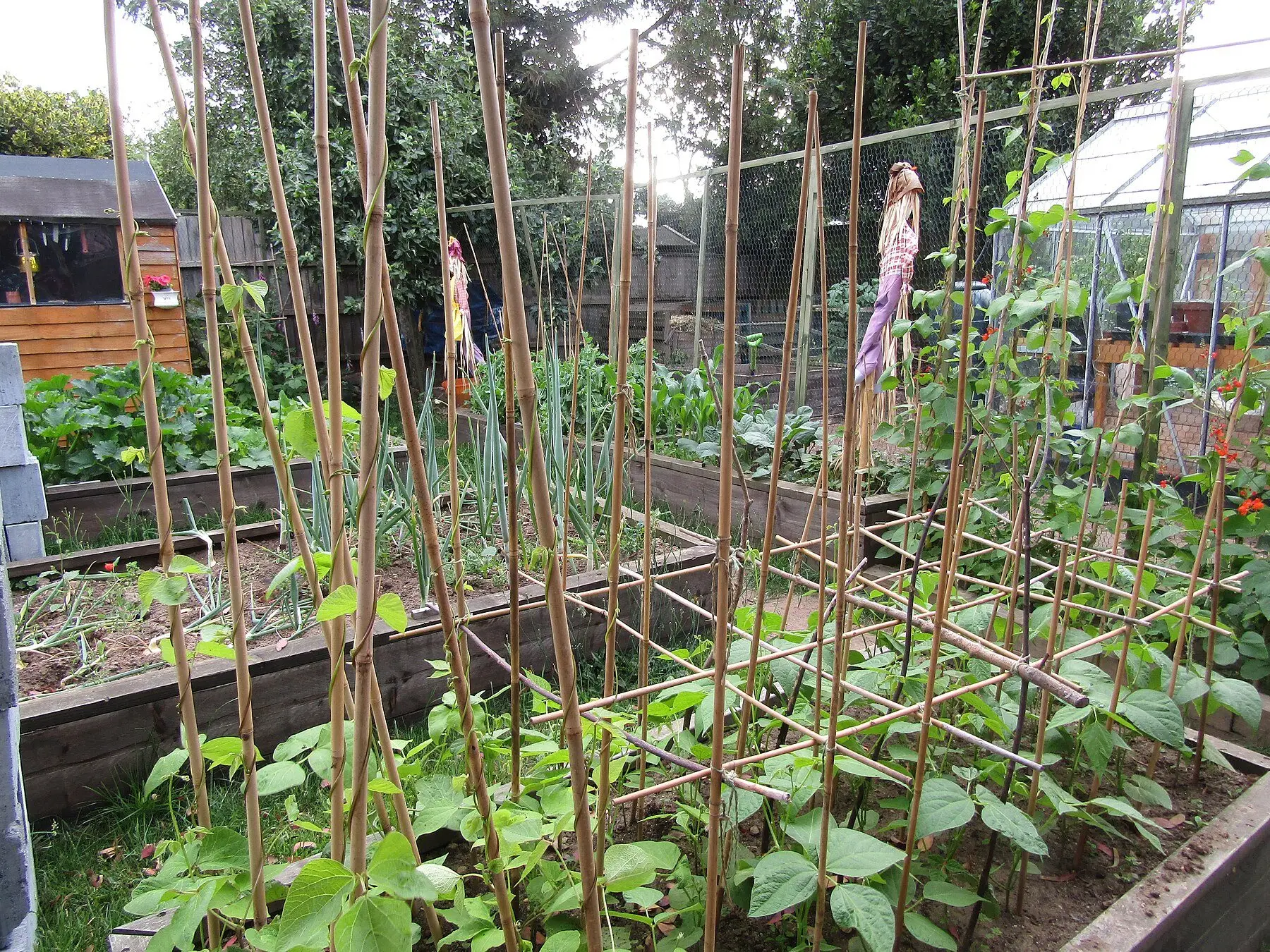 Timber raised beds planted with beans, onions and squash