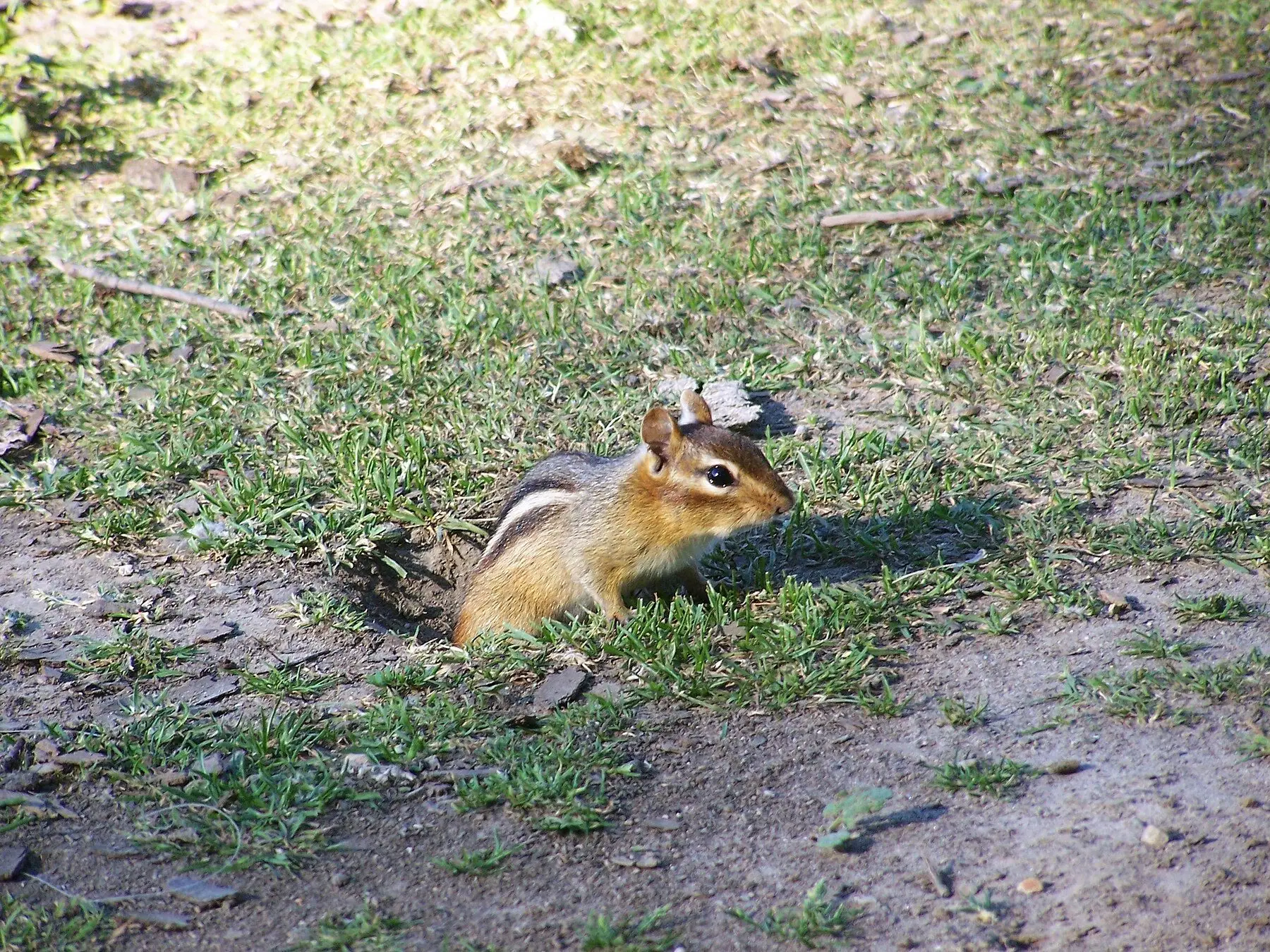 A chipmunk emerging from a burrow entrance in a lawn, with no mound of soil around the hole