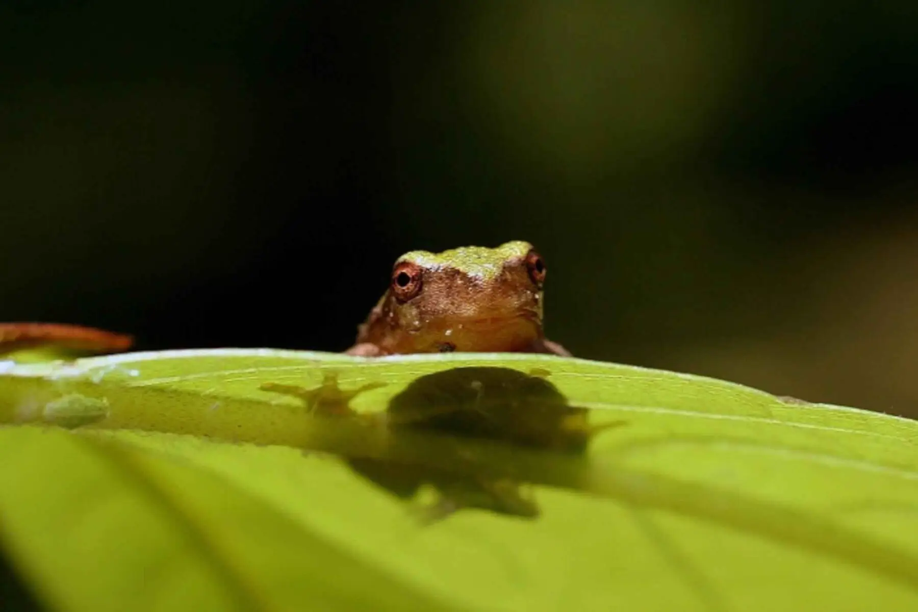 A small gray tree frog peering over the edge of a broad green leaf