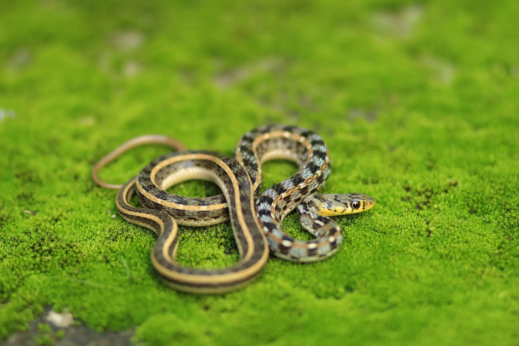A garter snake loosely coiled on moss, the harmless striped species most often found sheltering in a garage