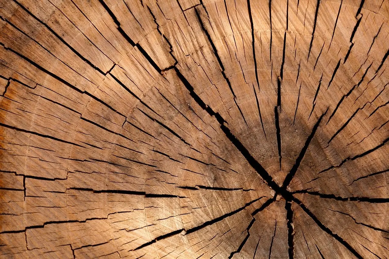 Cut tree stump rings