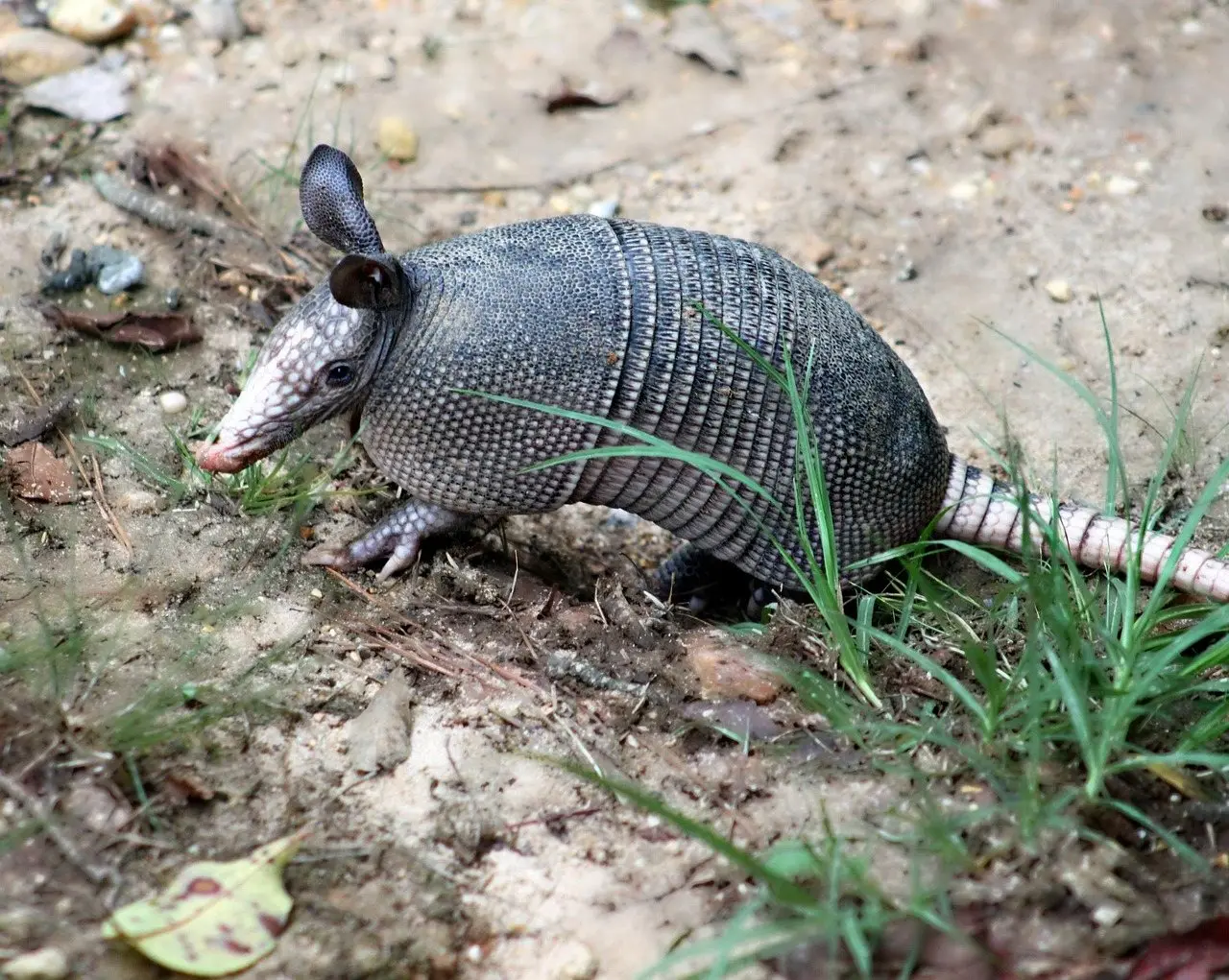 A nine-banded armadillo foraging on bare soil at the edge of grass, nose to the ground