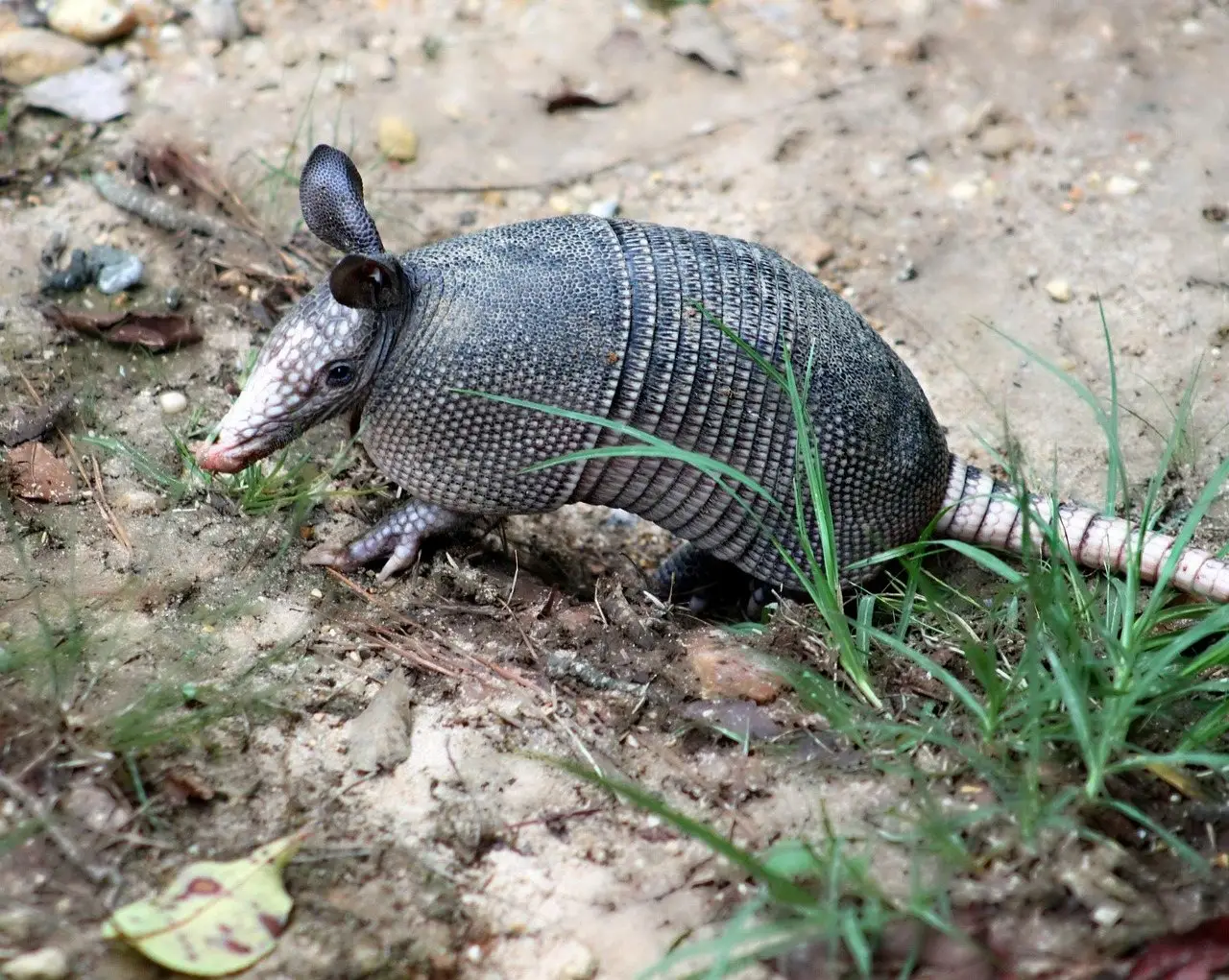 A nine-banded armadillo foraging on bare soil at the edge of grass, nose to the ground