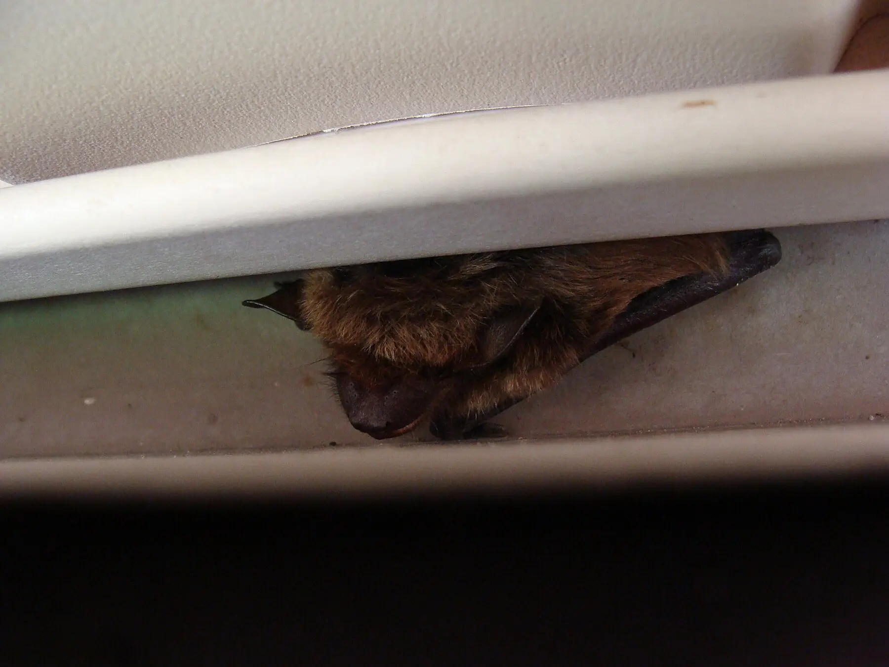 A brown bat wedged into the narrow gap between the trim board and soffit of a building