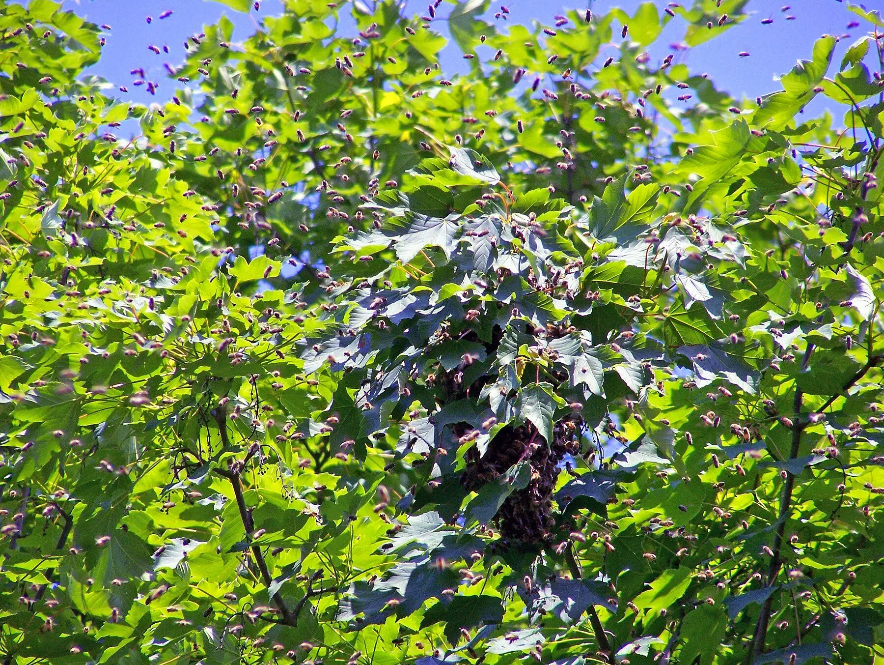A honey bee swarm clustered on a maple branch, with bees in flight all around it