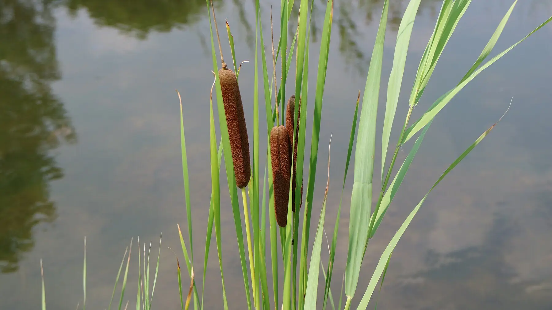 Cattails with brown cigar-shaped seed heads standing in the shallow margin of a still pond