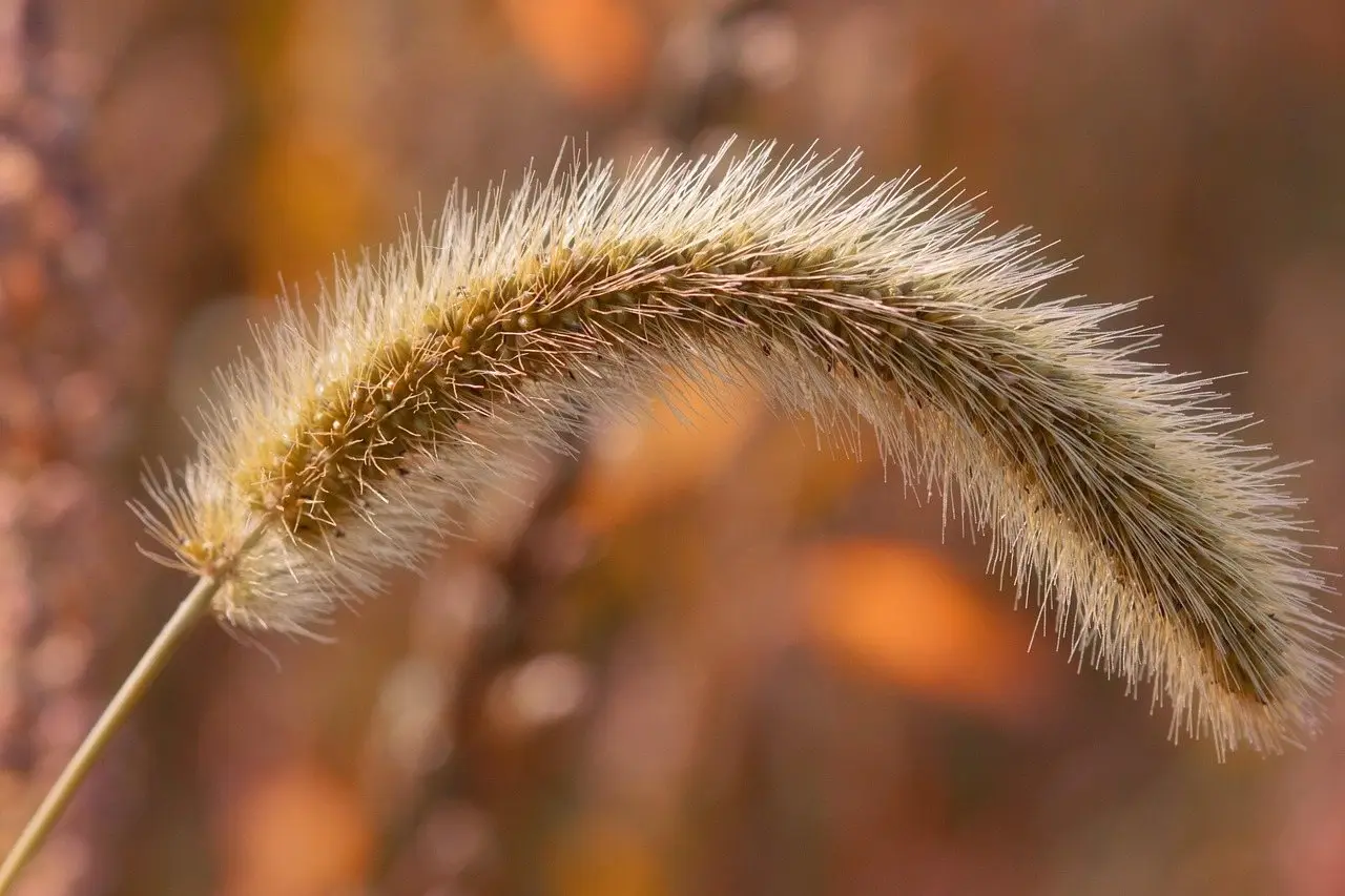 A dried tan foxtail grass seed head in close-up, showing the barbed bristles