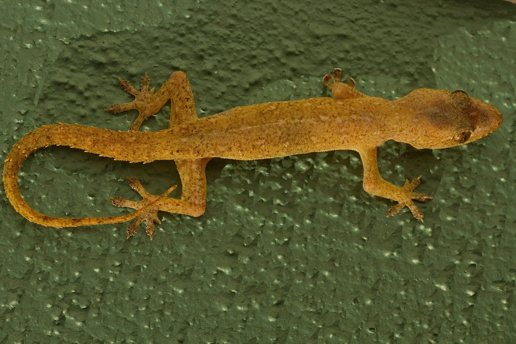 A yellow-brown house gecko spread flat on a green painted exterior wall, toes splayed