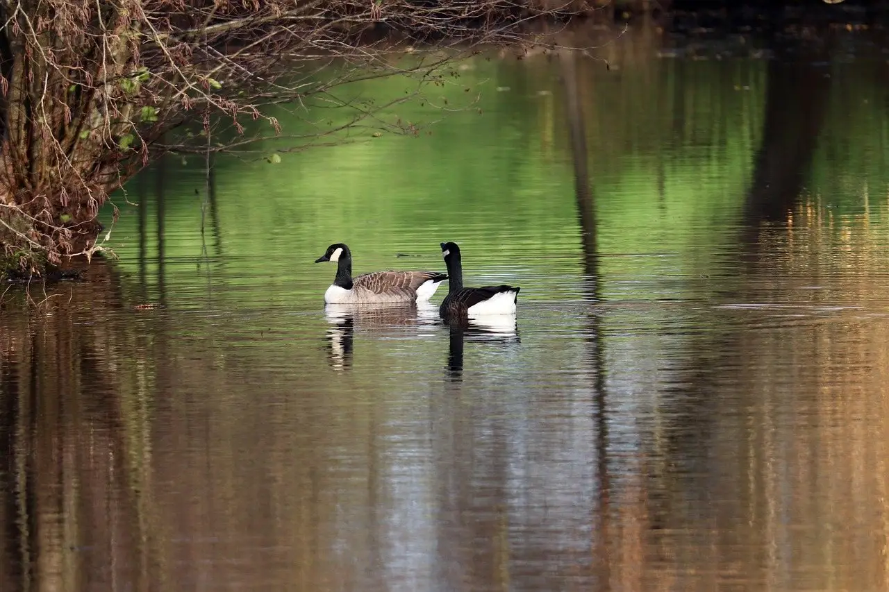 A pair of Canada geese swimming on a still pond with wooded bank reflected in the water