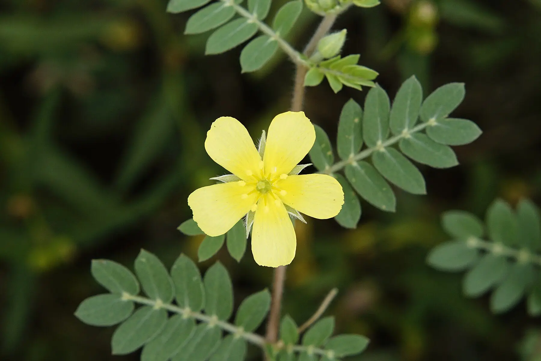 A puncturevine flower with five yellow petals, among its paired leaflets