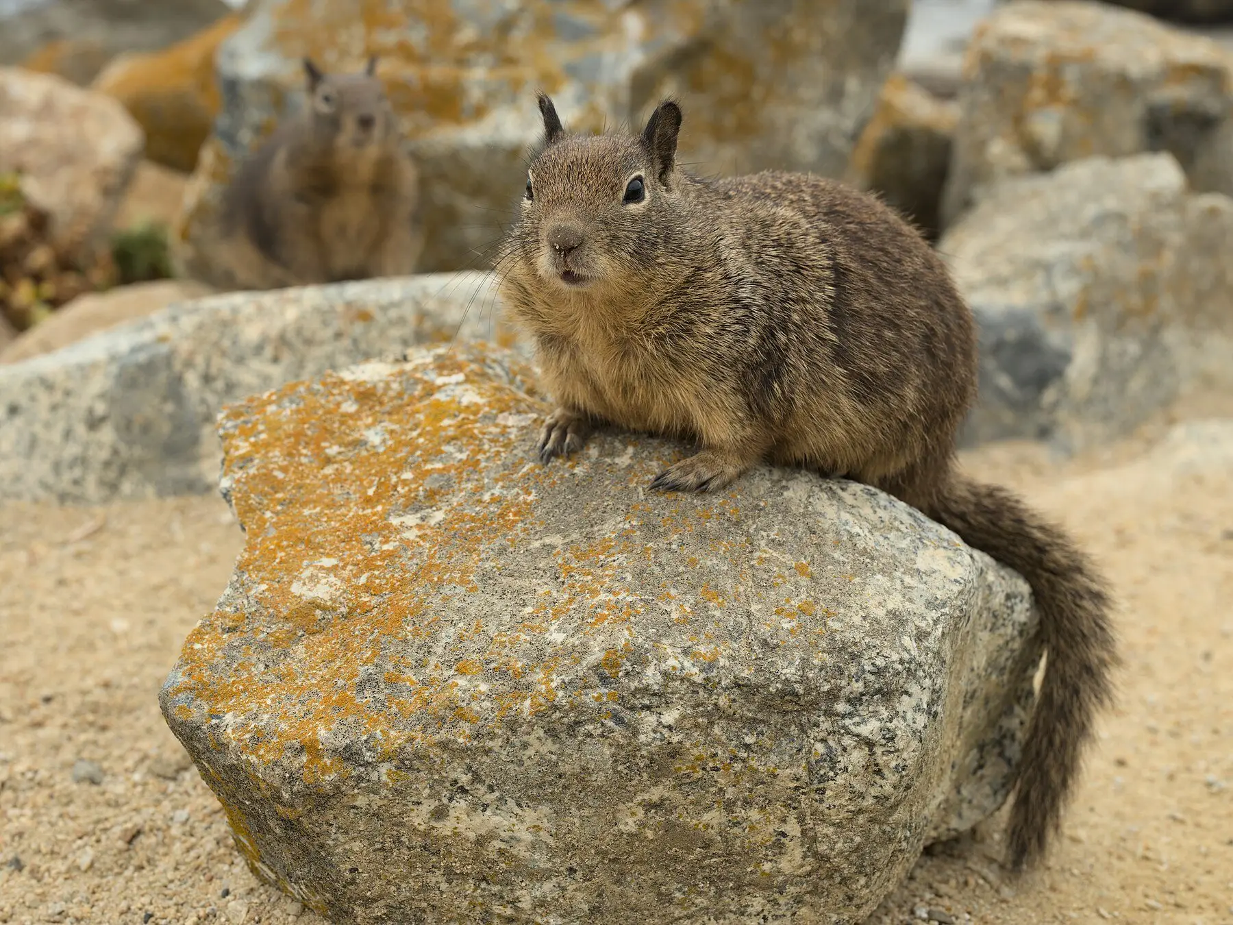 Two California ground squirrels on lichen-covered rocks, the speckled back and plain head clearly visible