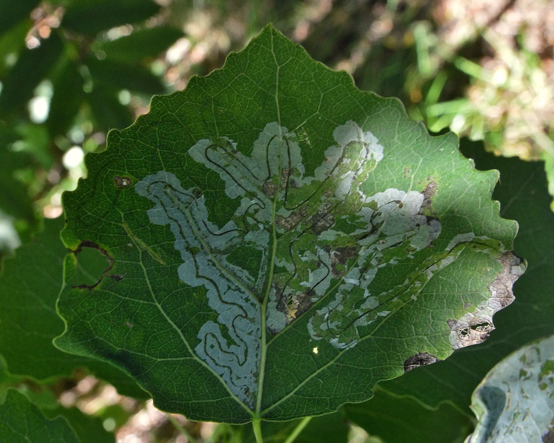 Pale winding leaf miner tunnels across the surface of a green aspen leaf