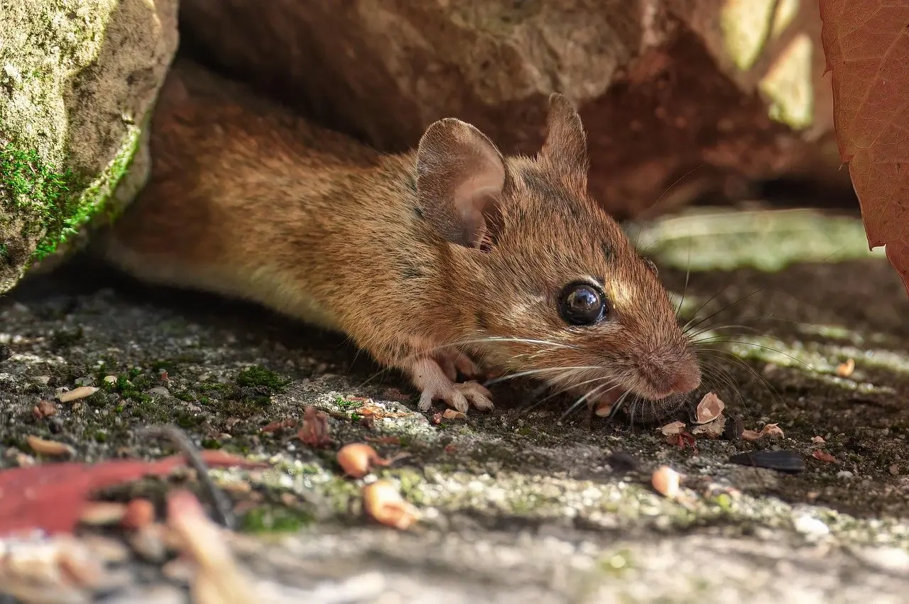 A mouse emerging from the gap beneath a stone, feeding on scattered seed