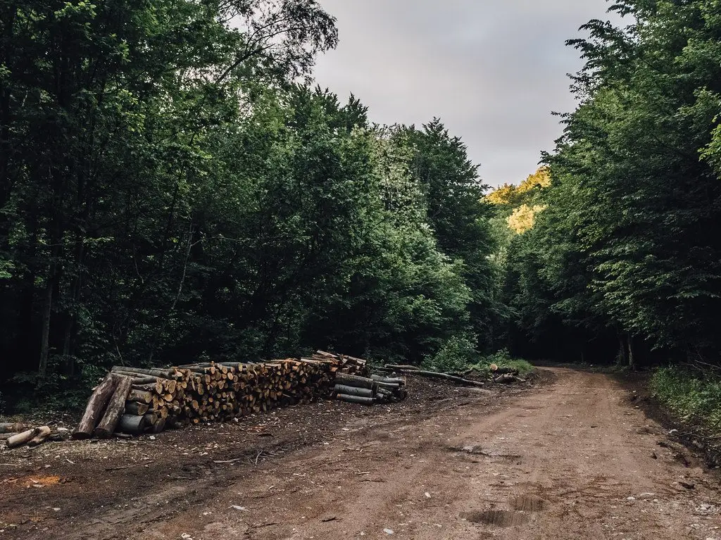Cut logs stacked directly on damp ground beside a forest track under heavy shade