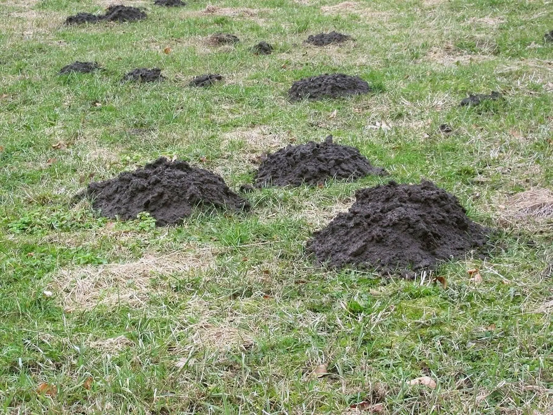 Fresh molehills pushed up across a lawn