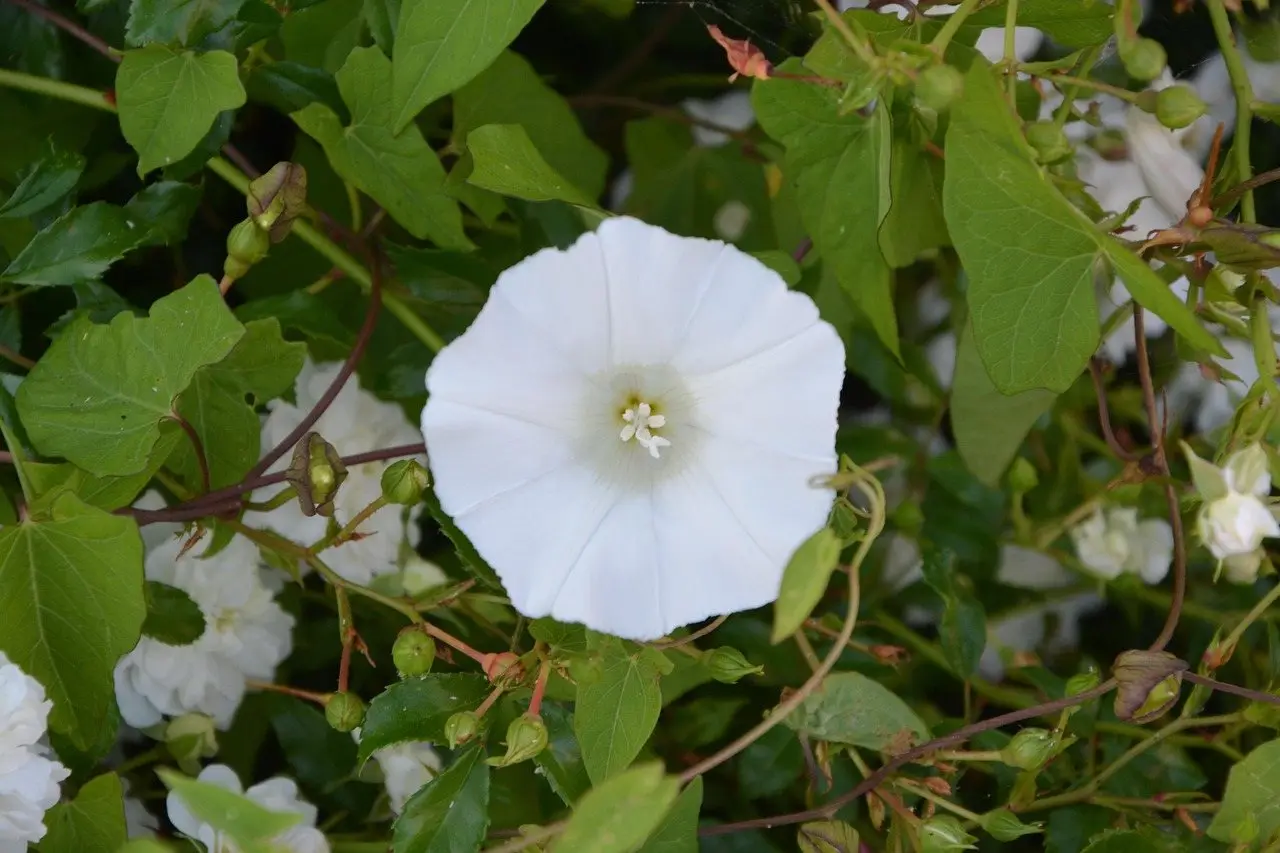 A white bindweed trumpet flower among heart-shaped leaves twining through a hedge