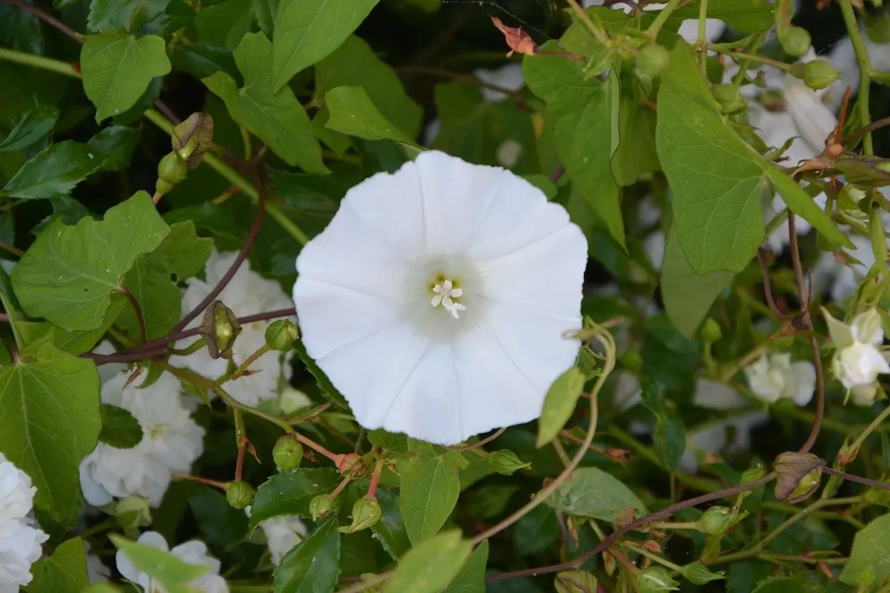 A white bindweed trumpet flower among heart-shaped leaves twining through a hedge
