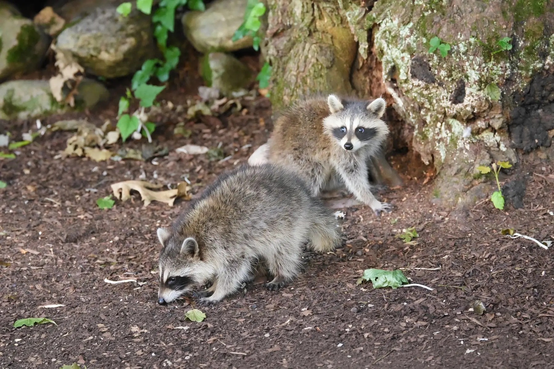 Two young raccoons foraging on bare ground at the base of a mossy tree
