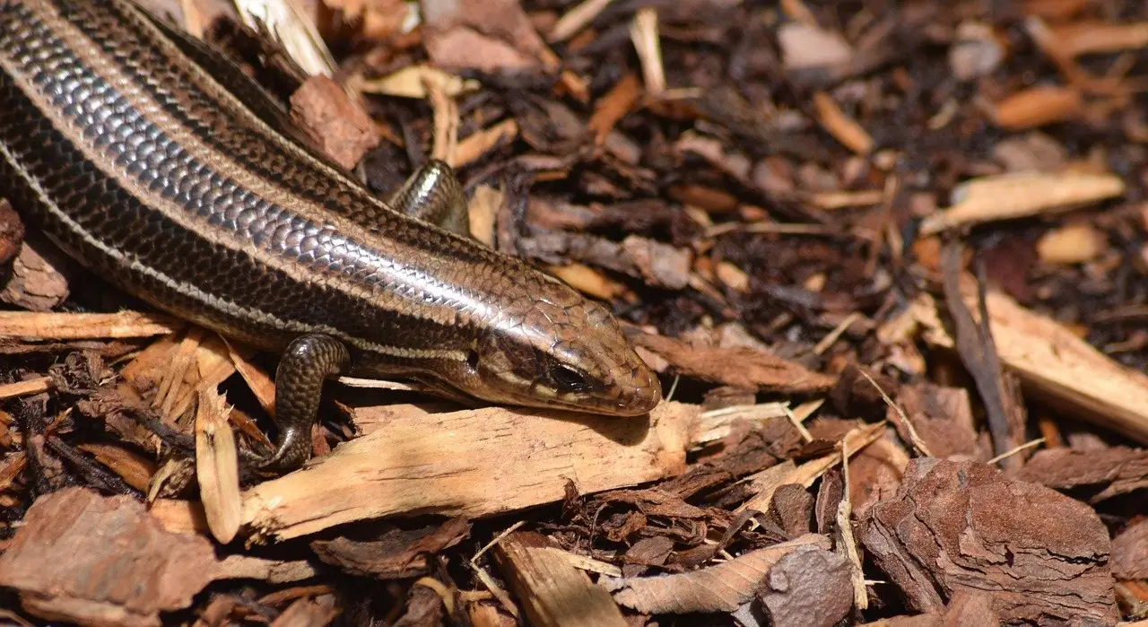 A striped skink moving across bark mulch in a garden bed, its glossy scales catching the light