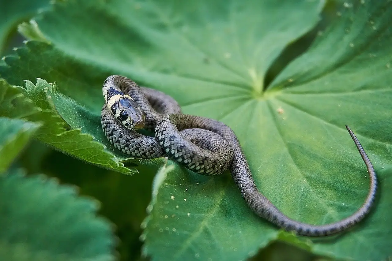 Grass snake head