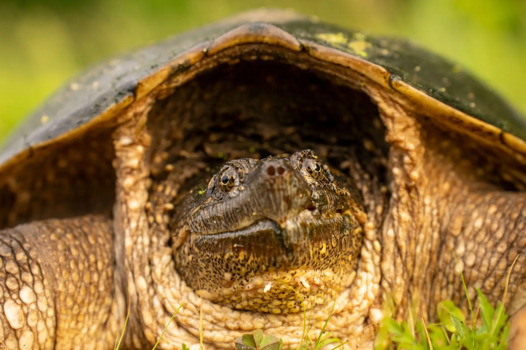 A common snapping turtle photographed head-on in grass, its hooked beak and ridged shell clearly visible