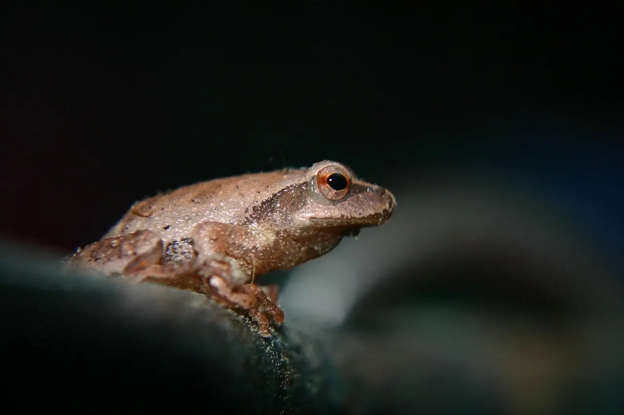 A small brown tree frog perched on a dark surface at night, photographed in close-up