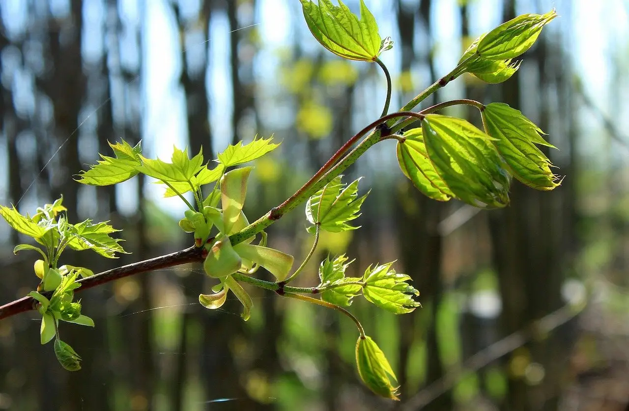 Tree sapling planting