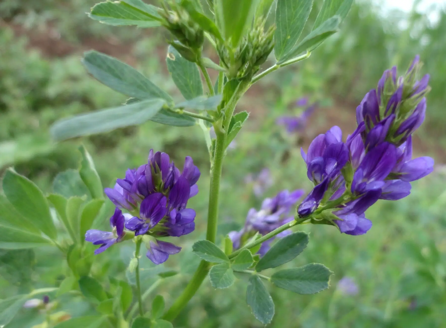 Medicago sativa