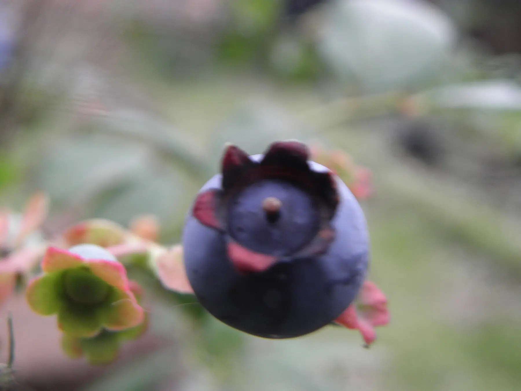 A ripe blueberry beside unripe green ones on the bush