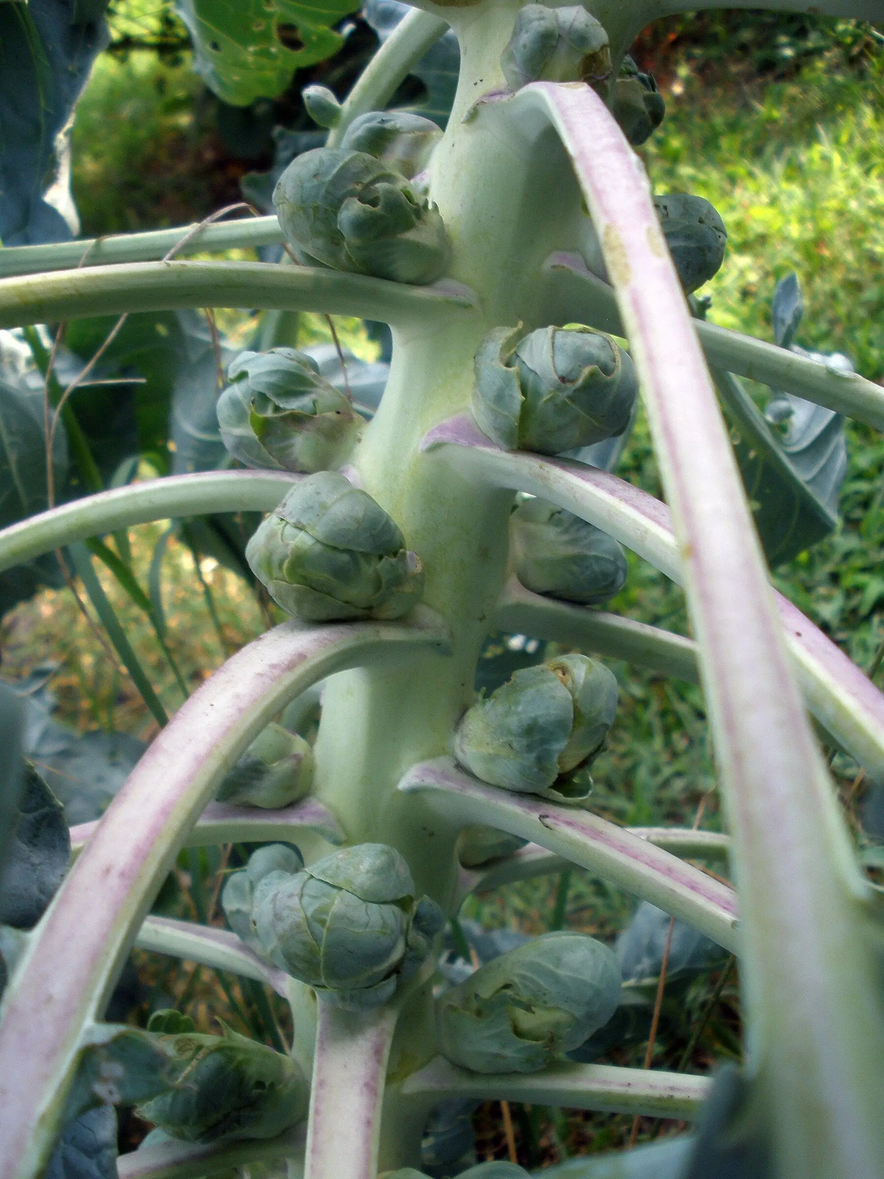 Sprouts forming in the leaf axils up a brussels sprout stem, with pale pink-tinged leaf stalks