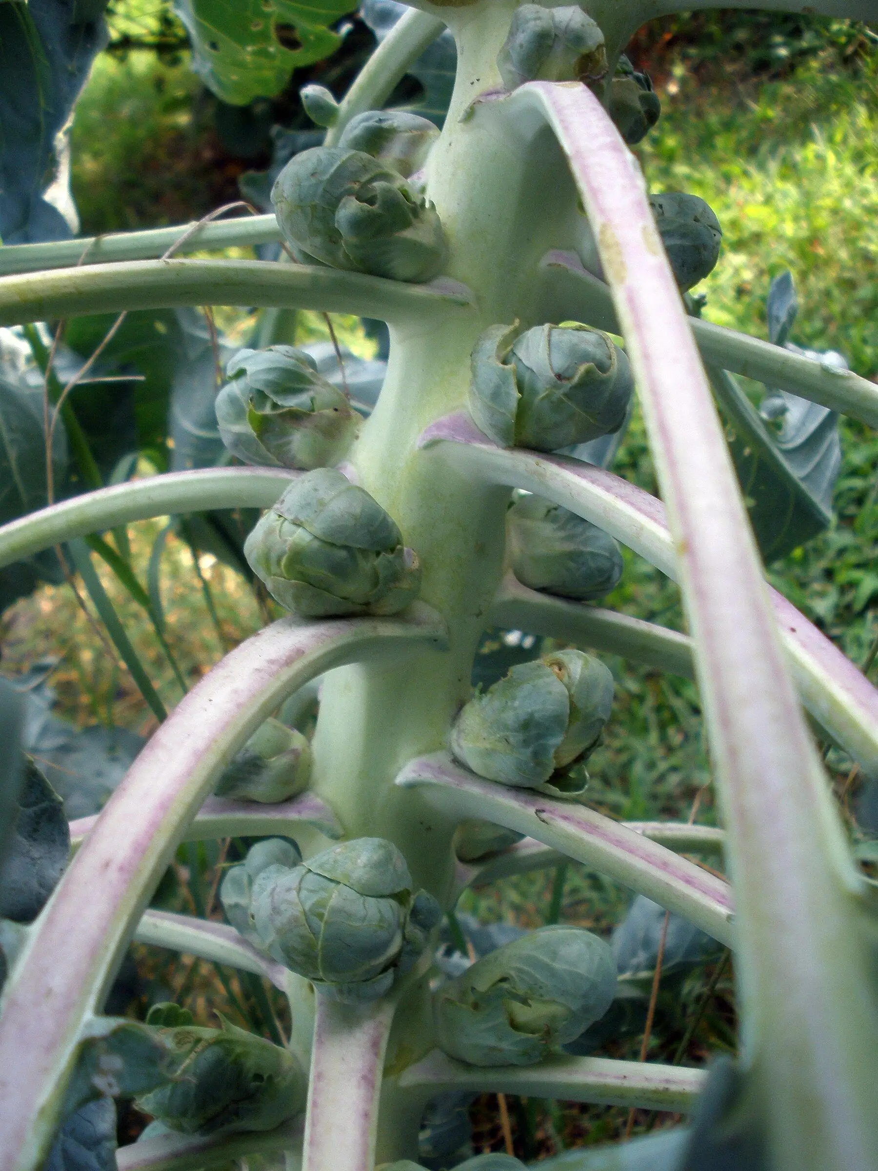 Sprouts forming in the leaf axils up a brussels sprout stem, with pale pink-tinged leaf stalks