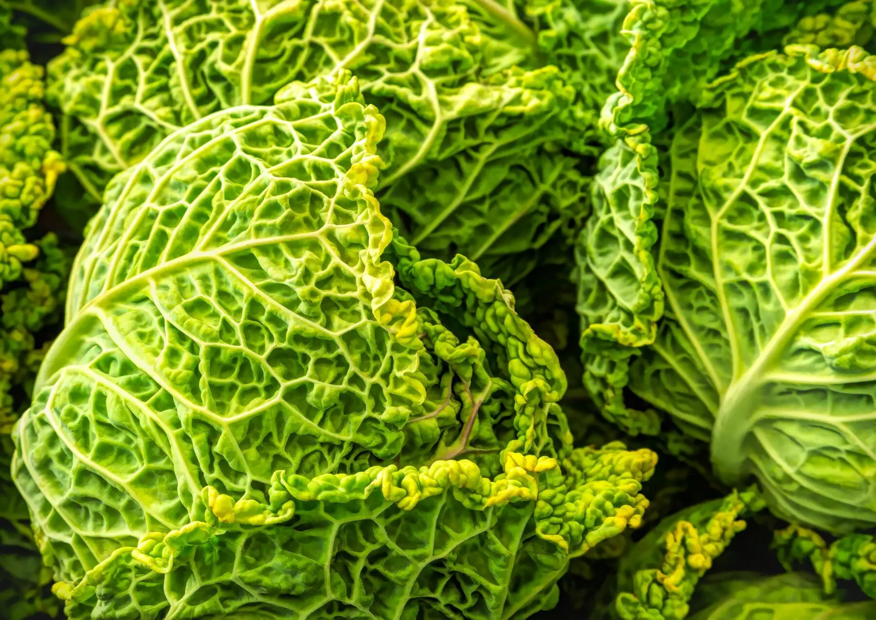 Savoy cabbage heads showing their crinkled leaves