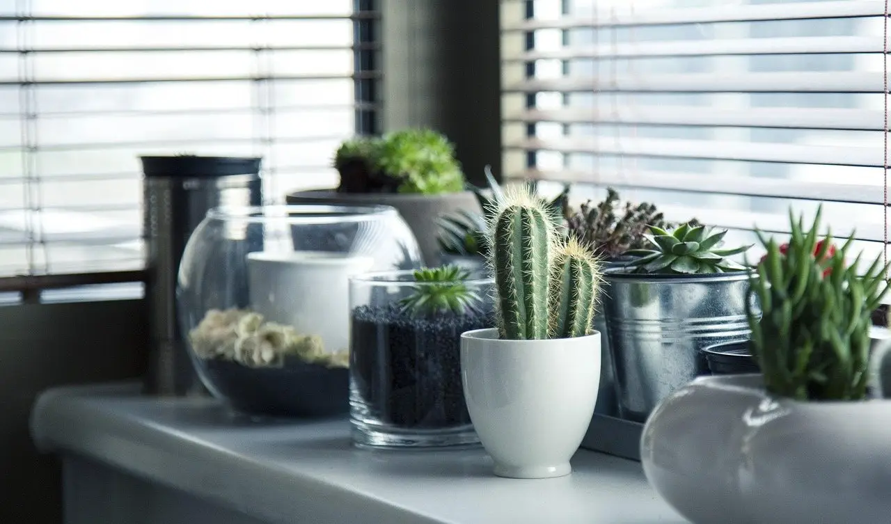 Cactus plants pots
